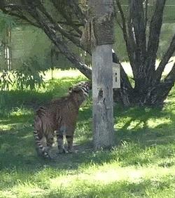 怎么防止猫抓板挠家具,怎样可以防止猫咪抓家具