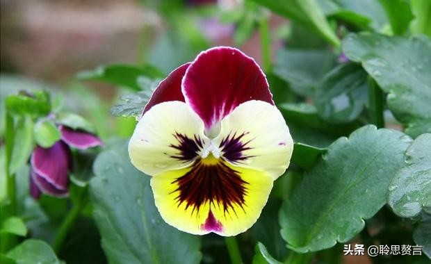 蝴蝶花的诗句大全,蝴蝶花诗句经典名句