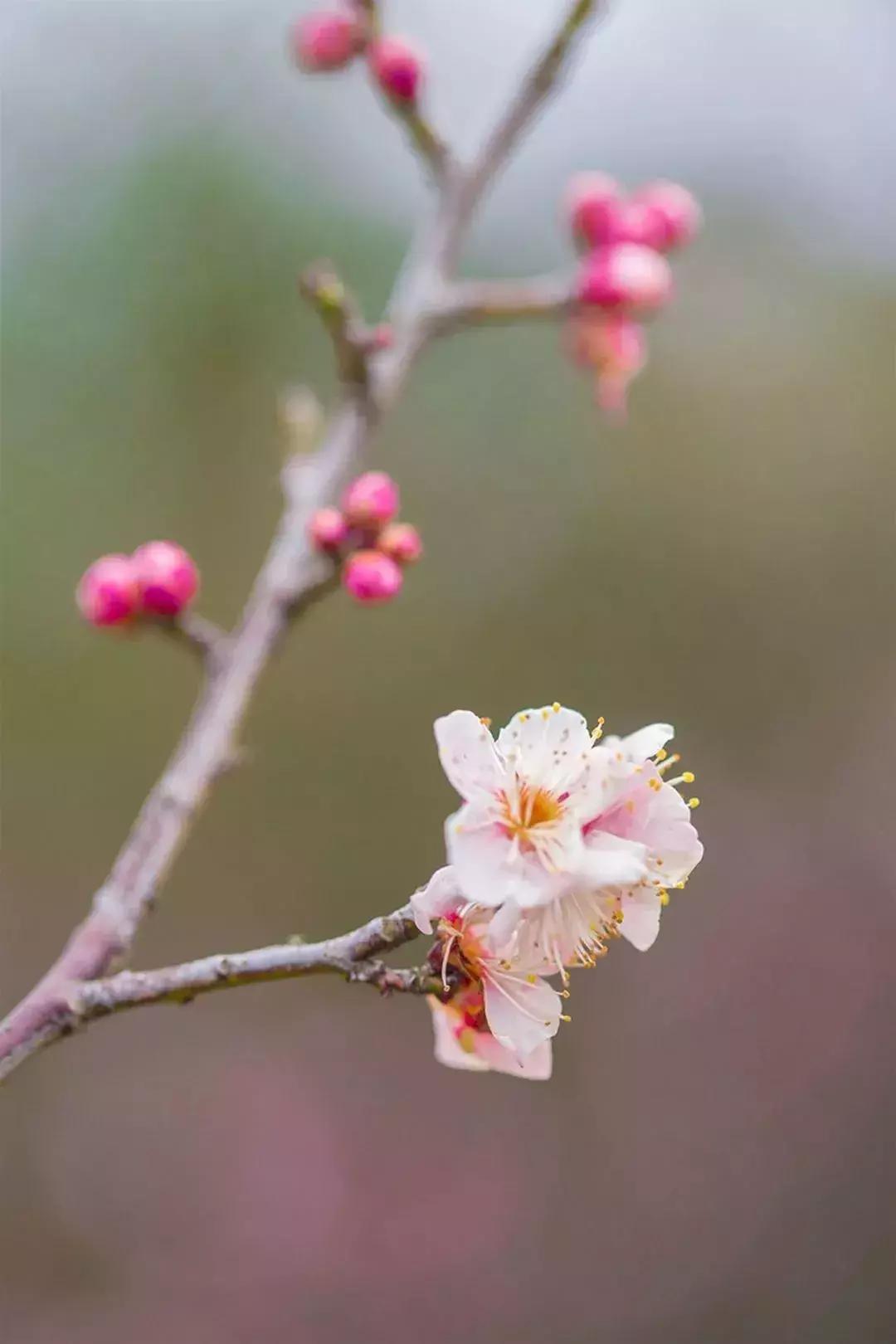 闻香寻梅最新图片,闻香寻梅最新视频