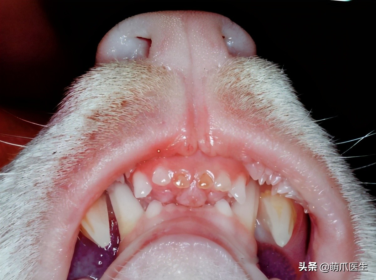 当一只猫有了脸,当一只猫长成了狗的样子