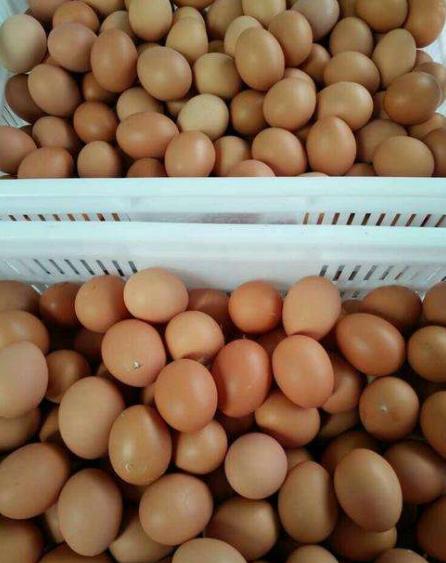 红皮鸡蛋和鹌鹑蛋“上榜”,被查出违禁兽药,生鲜超市受牵连