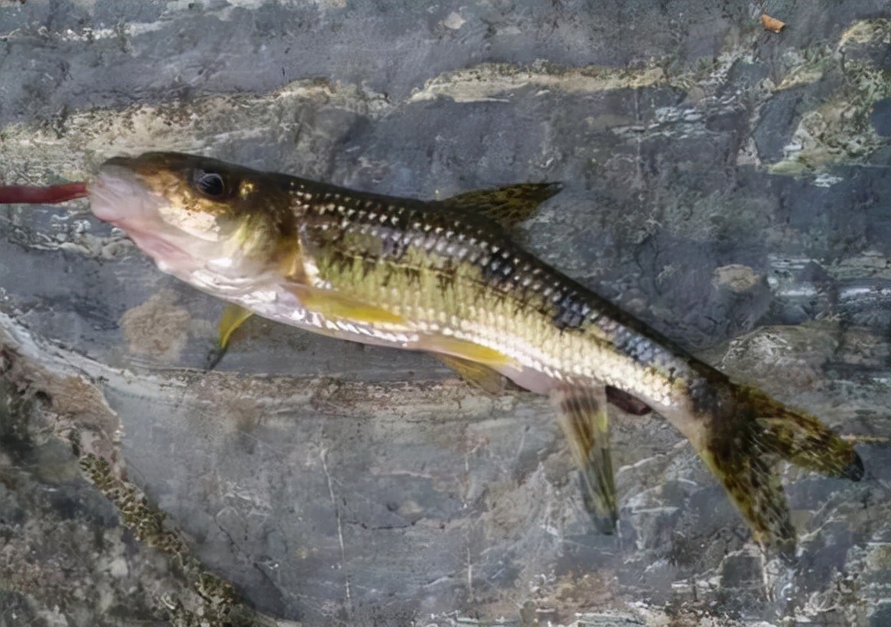 提醒少吃这几种食物,老年人有几种鱼尽量少吃