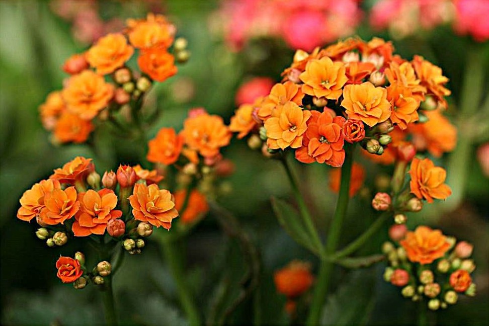 长寿花花期多长从几月份到几月,养长寿花技巧与方法