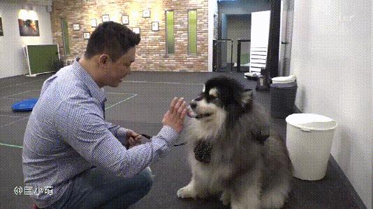 阿拉斯加雪橇犬可以养吗,阿拉斯加雪橇犬能养吗