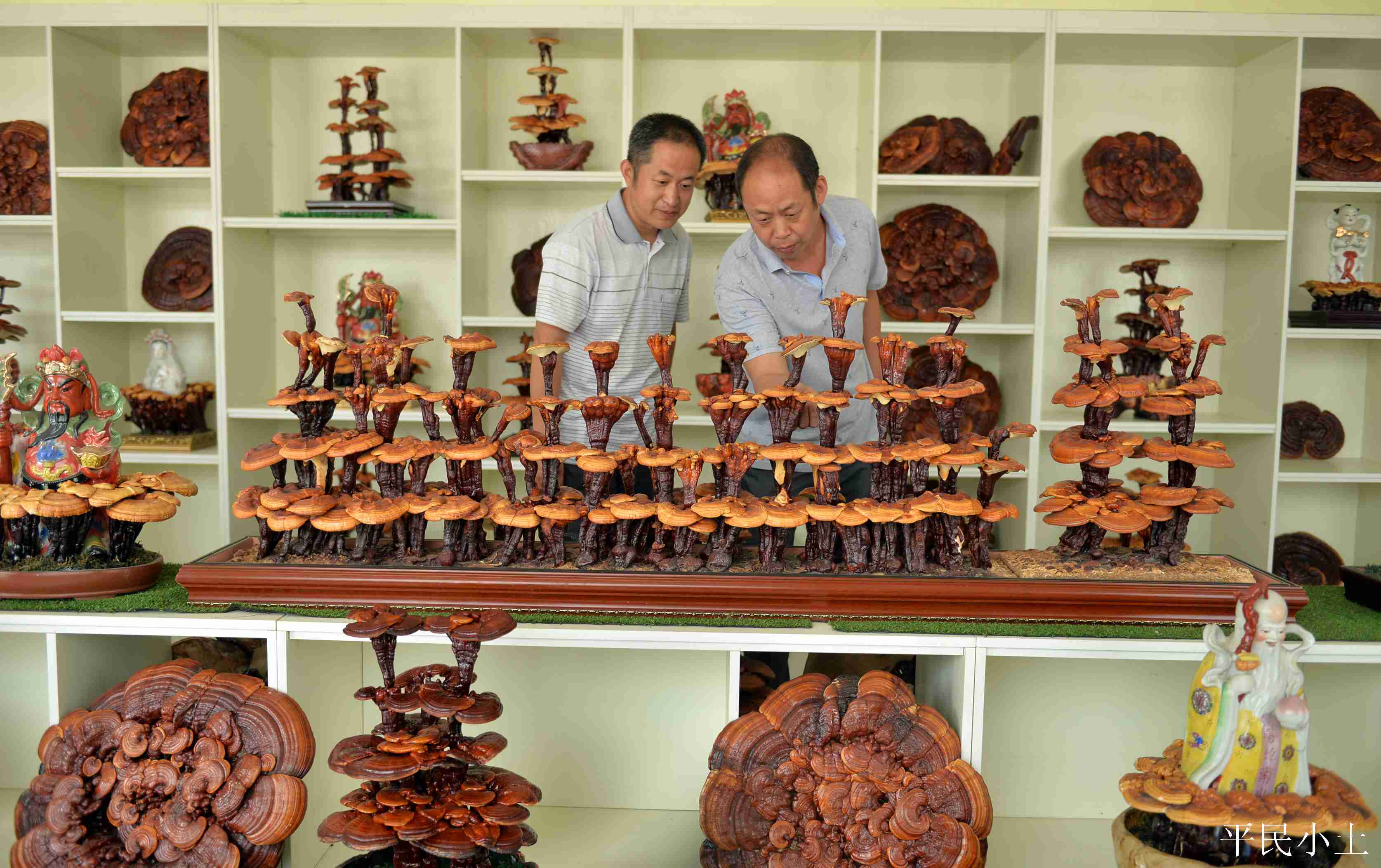 山东聊城灵芝盆景 (山东聊城盆景灵芝)