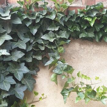 常青藤和常春藤是一种植物吗,常春藤是四季常青植物吗