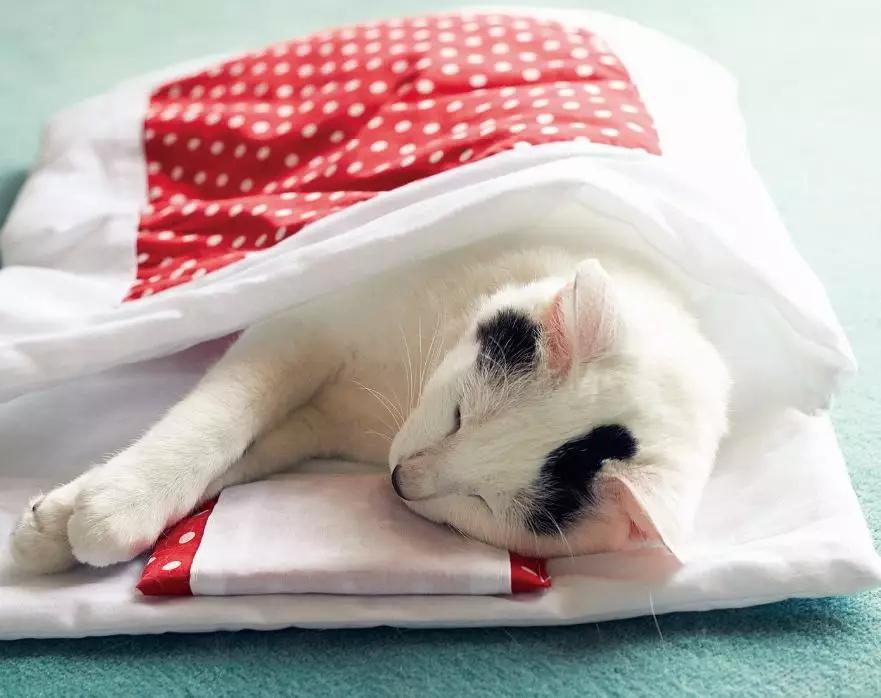 吸一口就爽到!让900万猫奴直呼过瘾的文创店,我真的服了