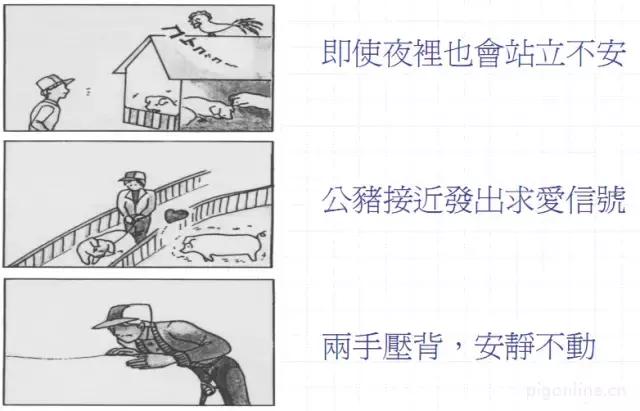 母猪为什么不哺乳,母猪为什么不奶小猪