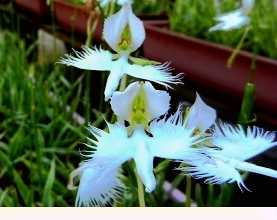 在花卉世界里，我最喜欢的20种美丽的花，花香花美