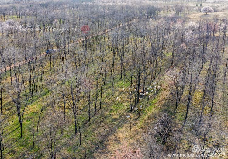 河南灵宝百年古杏林花开遍山野,灵宝北沟古杏林图片