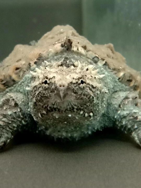 佛鳄饲养注意事项,佛鳄龟养殖技术及管理