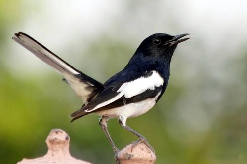 为什么喜鹊被称为报喜鸟呢,喜鹊是报喜鸟吗