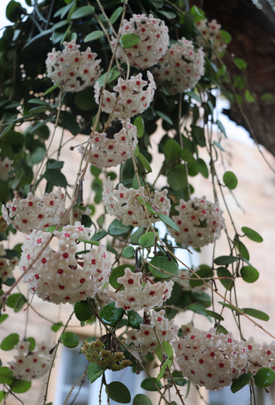 10种“吉利花”，“穷养”才能长大，越挤越壮实，越大越“旺家”