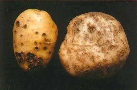 马铃薯常见病虫害及防治方法,马铃薯病虫害诊断与防治论文