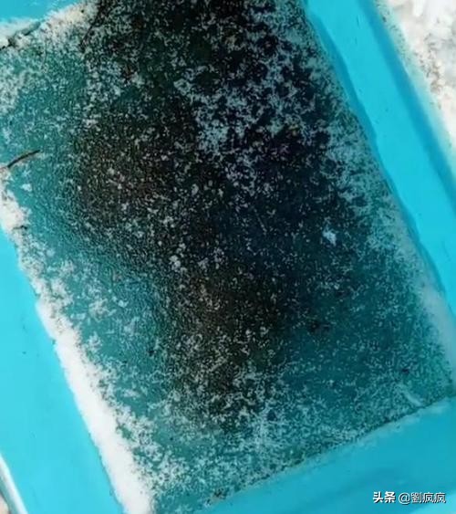 浅水龟冬眠淹死,龟浅水冬眠会水肿怎么治疗