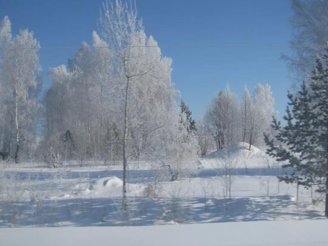 桦树茸能治愈糖尿病,桦树茸治糖尿病价格