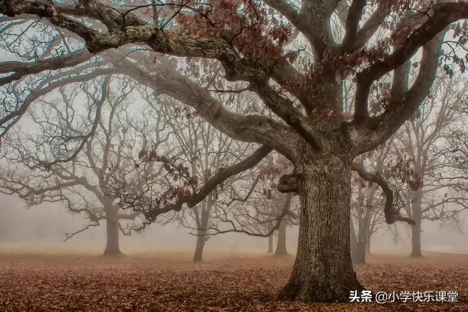 小学语文必备成语积累,1-6年级语文59类常用成语词汇总结