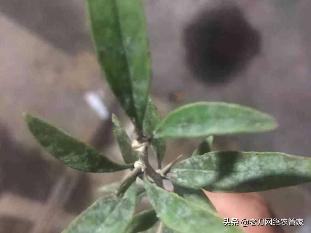 枸杞白粉虱,枸杞黑果病怎么治