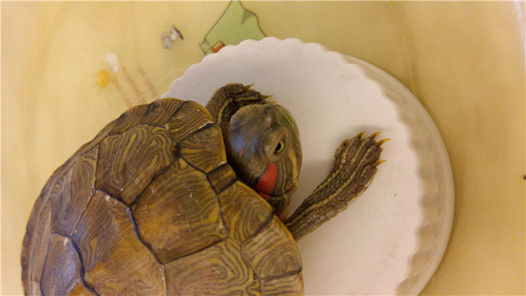 乌龟可以多久不进食,新买回来的乌龟不进食怎么办
