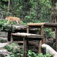长隆野生动物世界营业时间,广州长隆野生动物园要玩多久