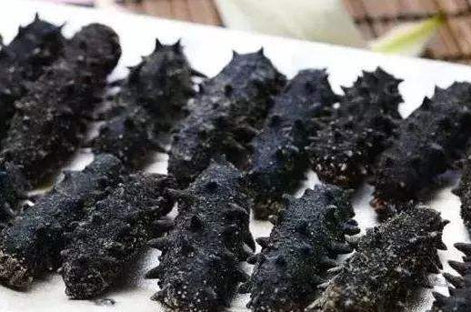 海参是正经的海参不,海参到底是不是正经海参