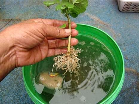 刚移栽的花需要泡水吗,新移栽的花多久可以晒太阳