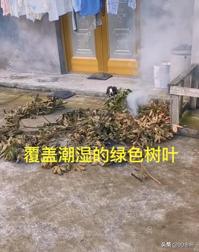 喜鹊救火是真的吗,喜鹊救火全过程