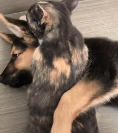 德牧从小养到大,德牧把猫当成宝贝养