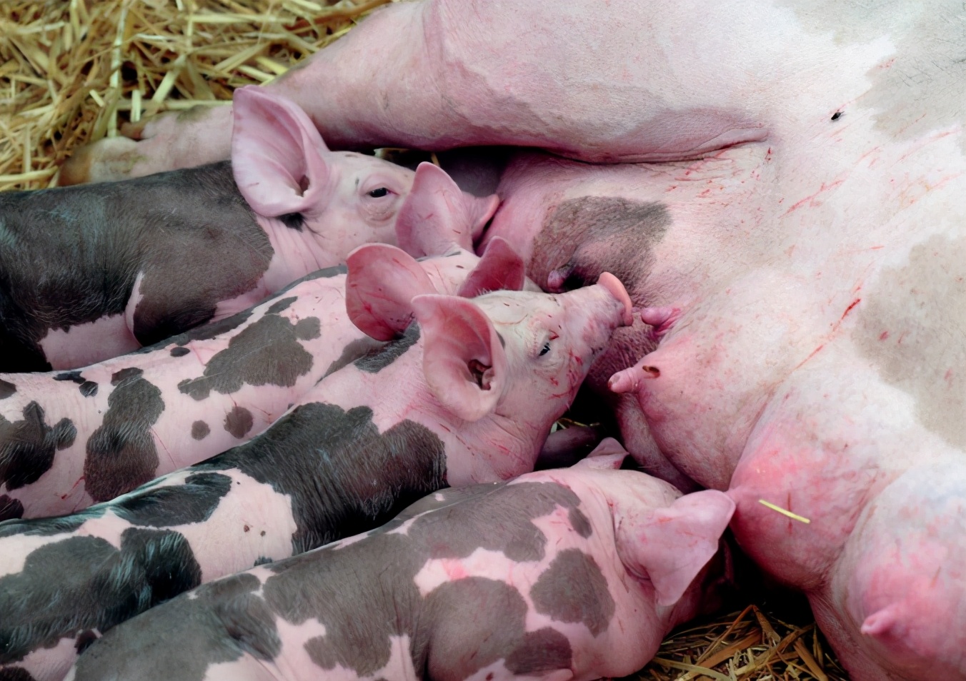 母猪产程长是什么原因导致的,母猪迟迟不受孕怎么办