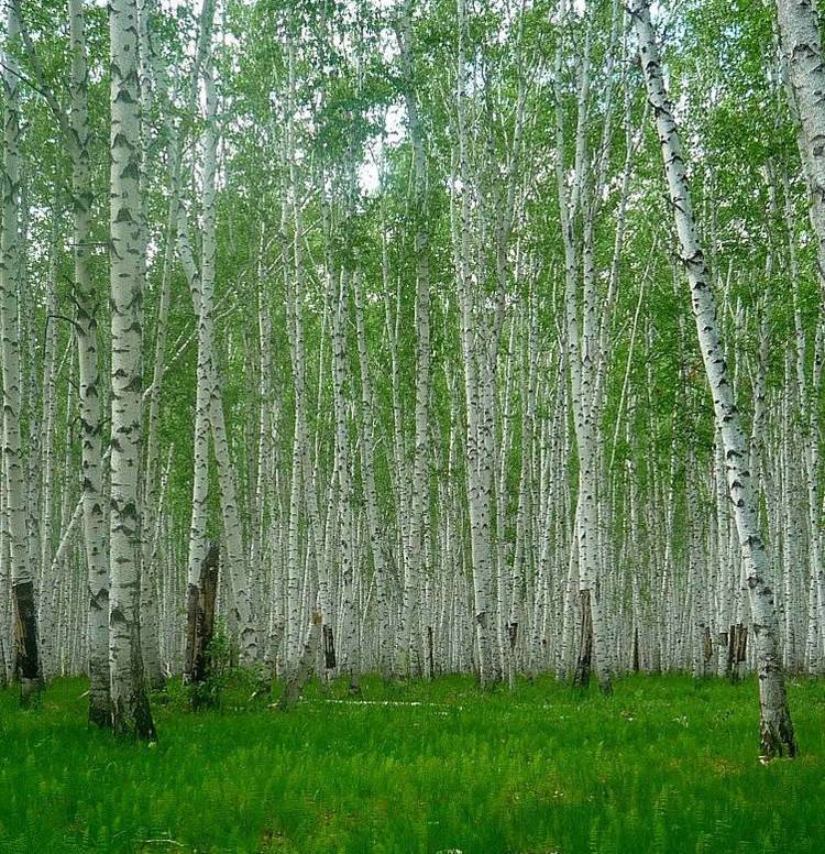 绿山墙的安妮中安妮的介绍,绿山墙的安妮内容分析