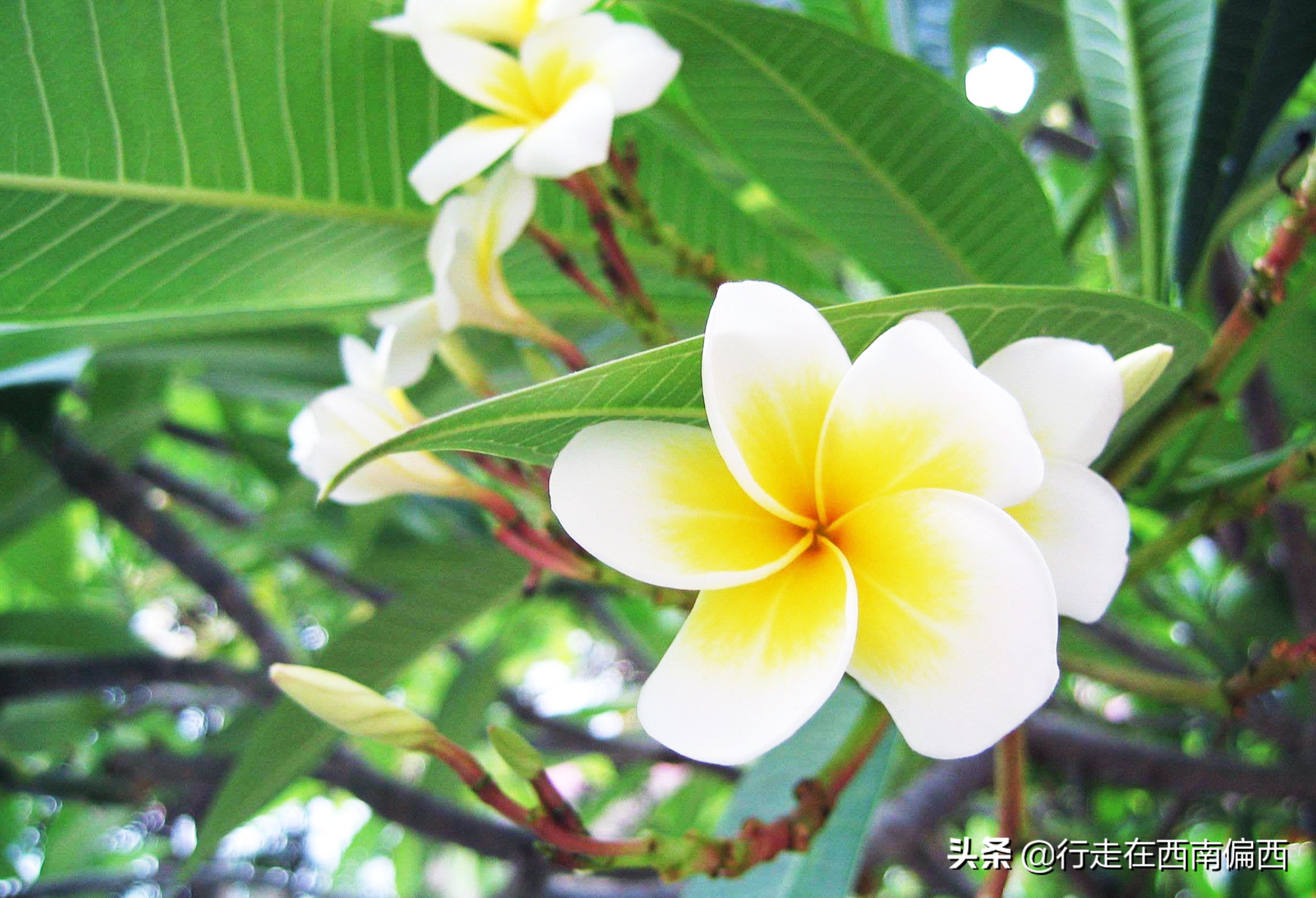 西双版纳五树六花中心,西双版纳五树六花地理位置