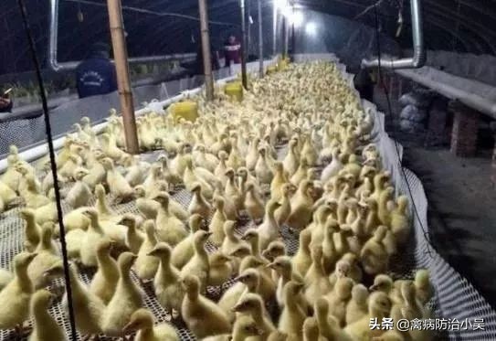 养鹅怎么养最快最有效方法,冬天养鹅的最佳方法