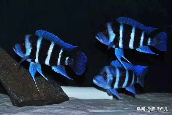 三湖慈鲷萨伊蓝六间灯光,三湖慈鲷萨伊六间