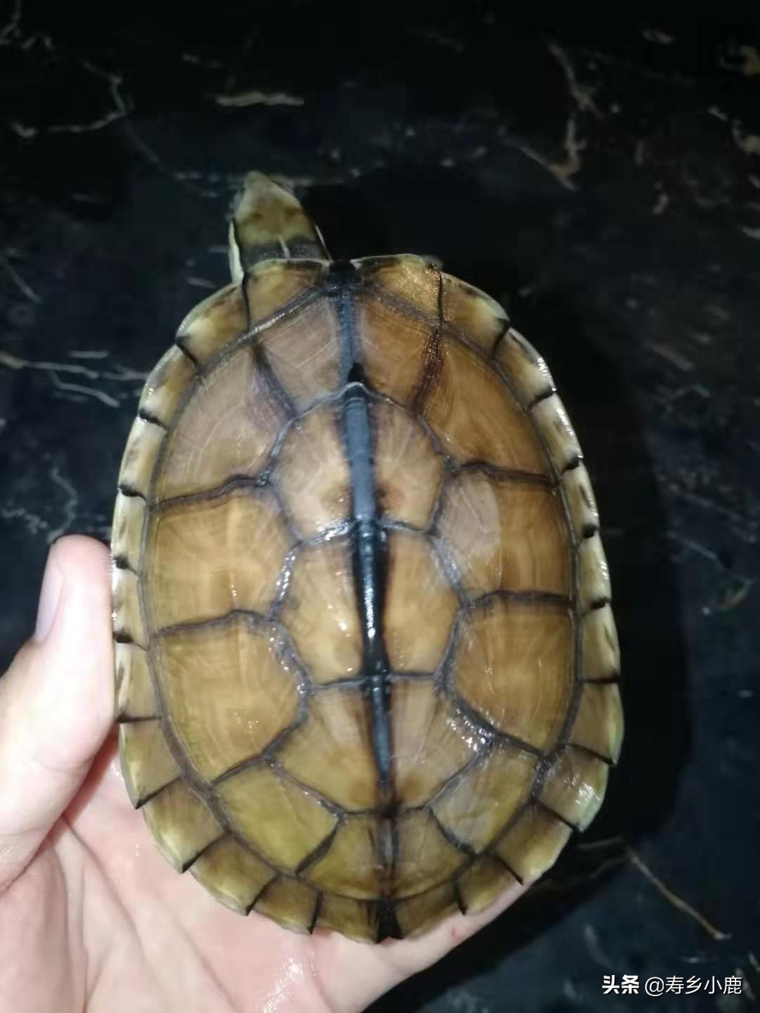 养石金钱龟的六大禁忌,怎样预防石金钱龟生病