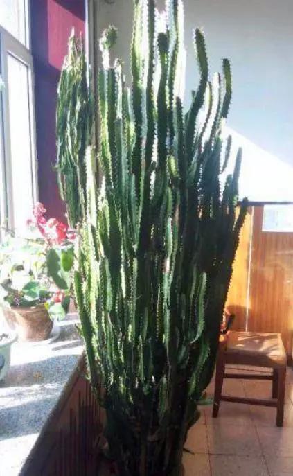 屋内养什么花最适合除甲醛,卧室客厅放什么植物吸收甲醛