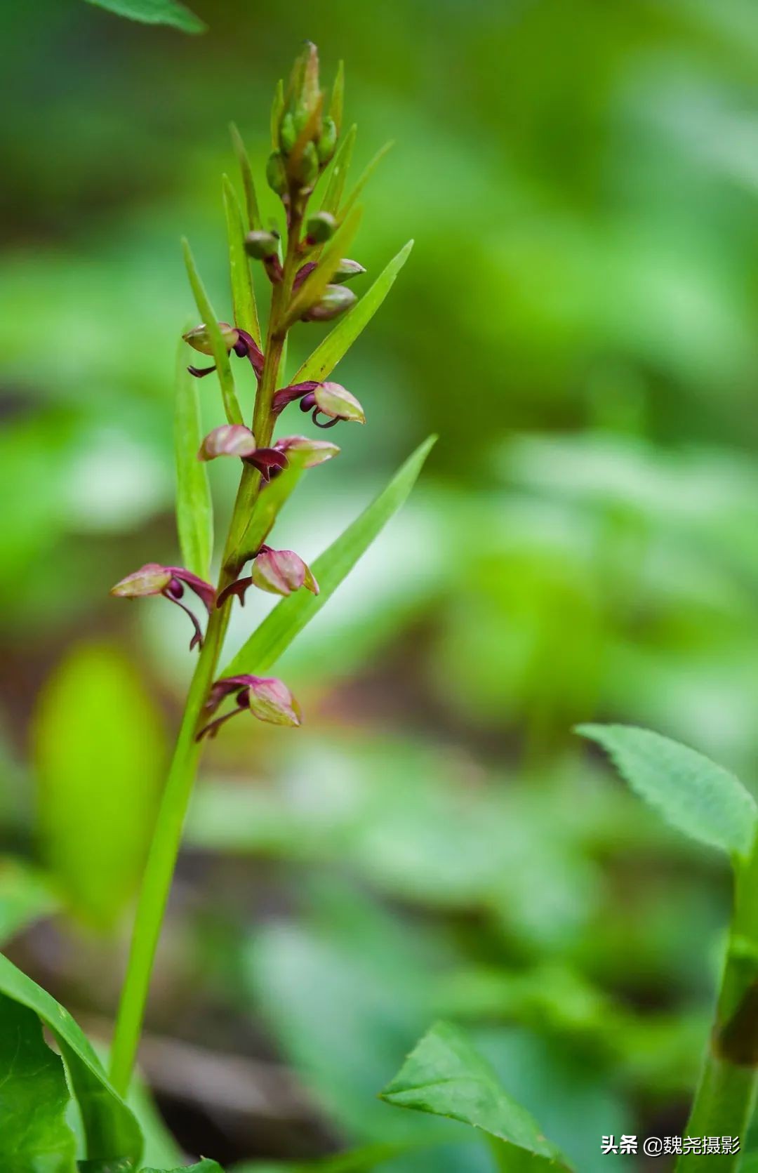 各个季节的野生兰花,北京百花山野生兰花图片