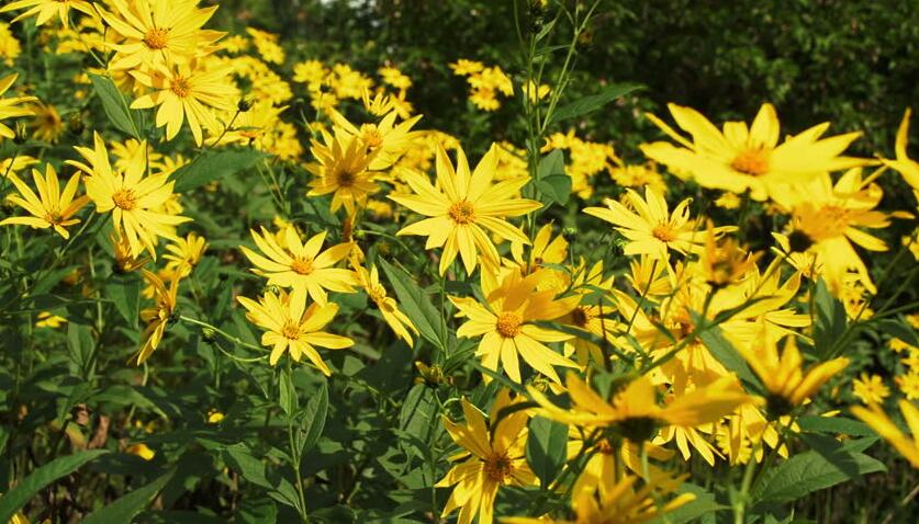 这种不结瓜子的“向日葵”，是多少人的童年回忆