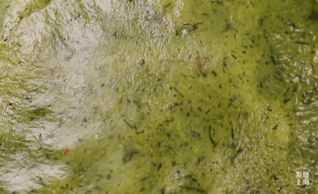 你永远都猜不到,青团能搞出多少幺蛾子!