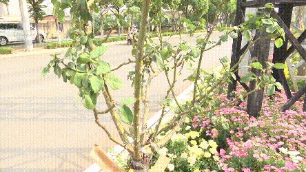绿化带的月季花被偷,绿化带里的花被人偷了