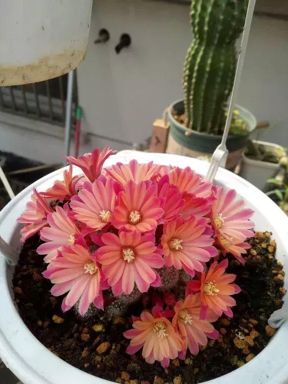 会开花的仙人球有几种,仙人球开花机器有哪些