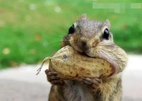 吃增肌粉有什么作用,吃增肌粉有什么好处和坏处呢