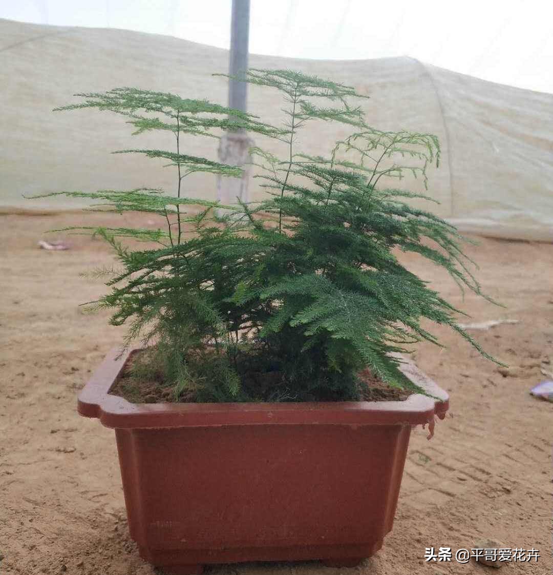 文竹烂根怎么处理才能救活,文竹烂根怎么快速处理