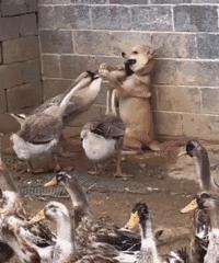 赔59万，咬成残疾，被称家禽界流氓！村霸大鹅，为何见谁都硬刚？