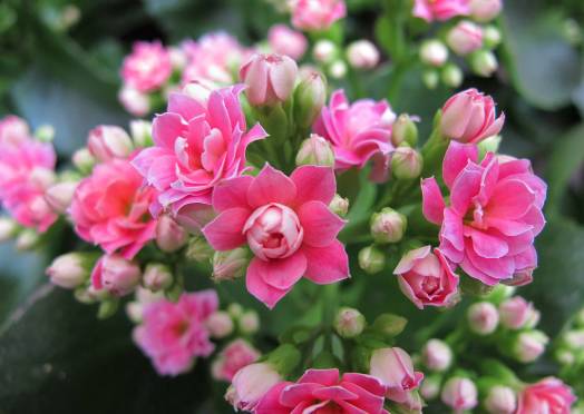 开玩笑送什么花合适呢,各种场合应该送什么花