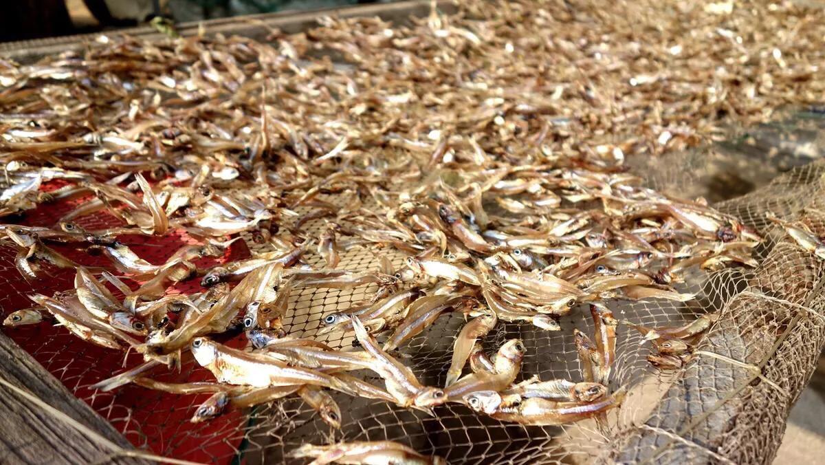 侨港边上的大、小老虎村,房租很低但住的人却很少,如今面临改造