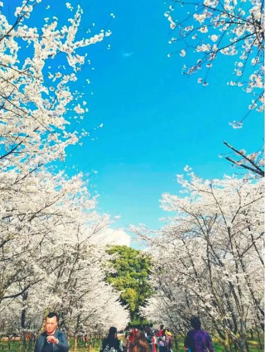 世界最大的樱花园,世界最大的樱花园在贵州吗