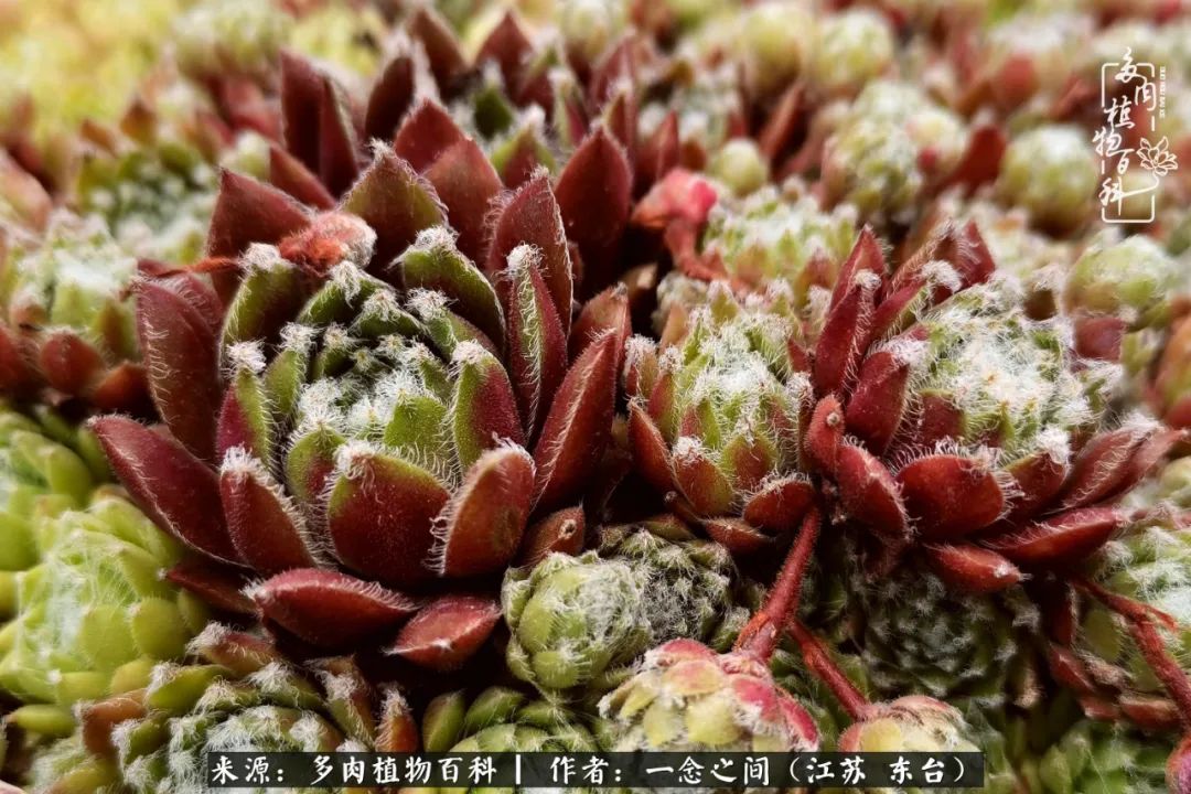 遇见花开蓝莓糖,遇见花开蔬菜沙拉酱