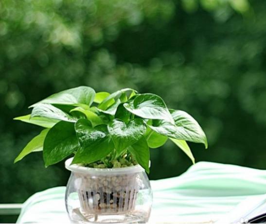 绿萝怎么养才能更旺盛生活小技巧,绿萝养护方法大全和注意事项