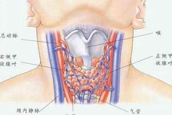 甲状腺结节一直增大怎么办,甲状腺结节在短期内增大
