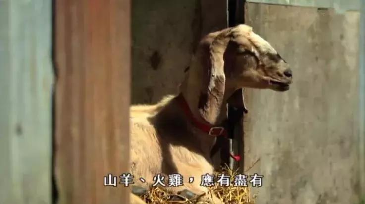 隐居深山30年以种地为生,隐居深山生活养动物